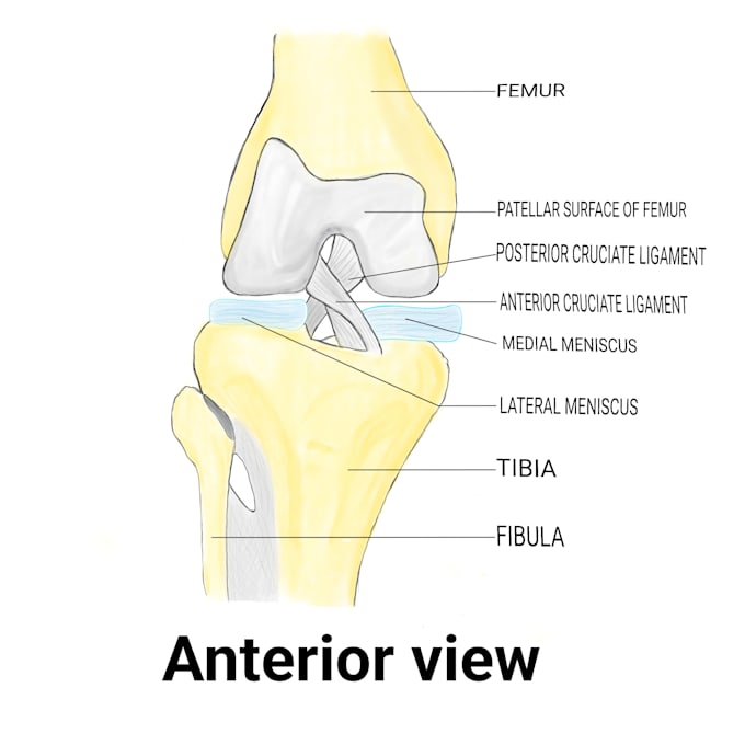 create custom knee anatomy, acl and meniscus illustrations