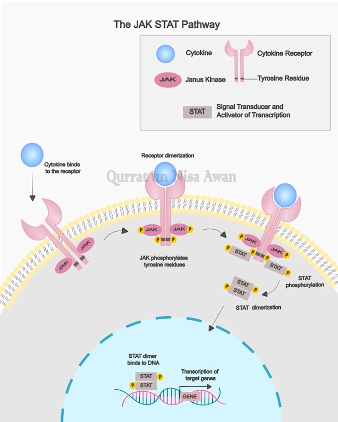 create a scientific diagram or graphical abstract for you