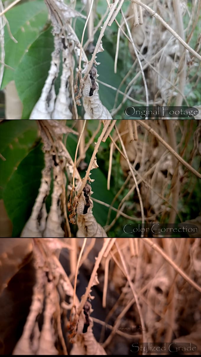 create a high end dynamic video edit with vfx and prof colorgrading