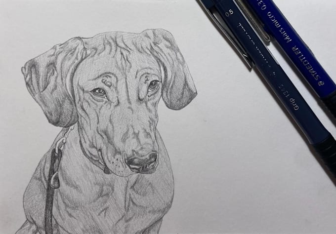 draw a pencil portrait of your pets