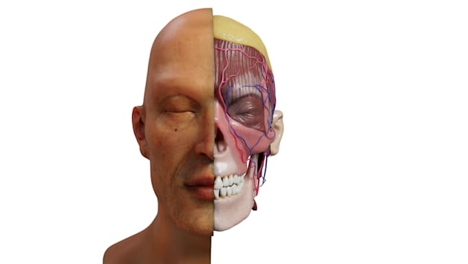 3d accurate anatomy models