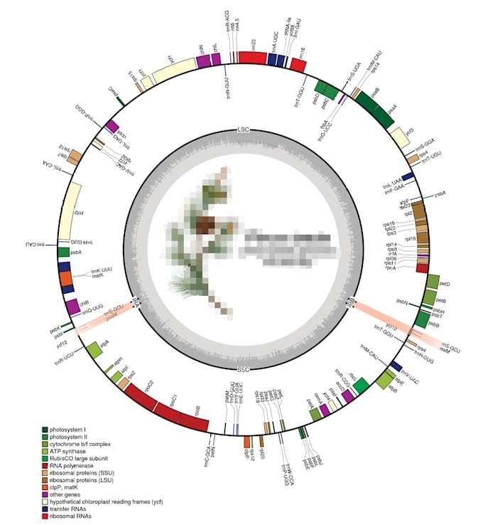 perform chloroplast genome assembly and comparative analysis