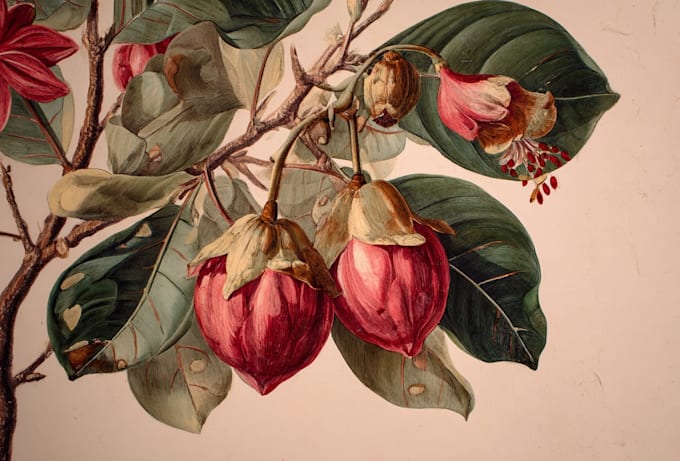 design botanical illustration art for you