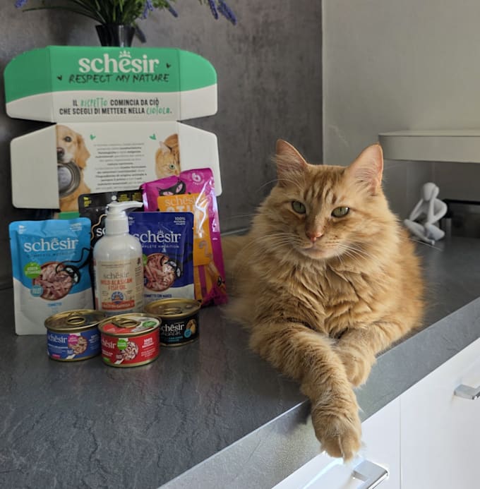 create video ugc with my 2 cats
