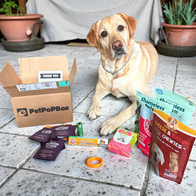 create holiday pet ugc video ads with my yellow lab for your brand