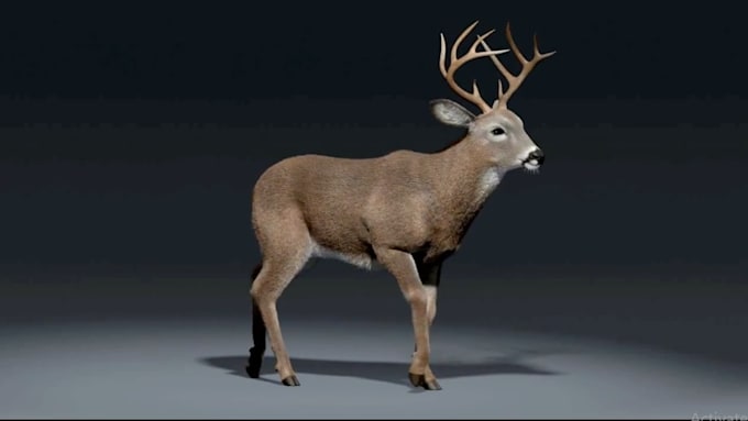 create realistic 3d animal animation creatures models and rigging