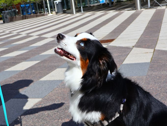 doing pet photography for you