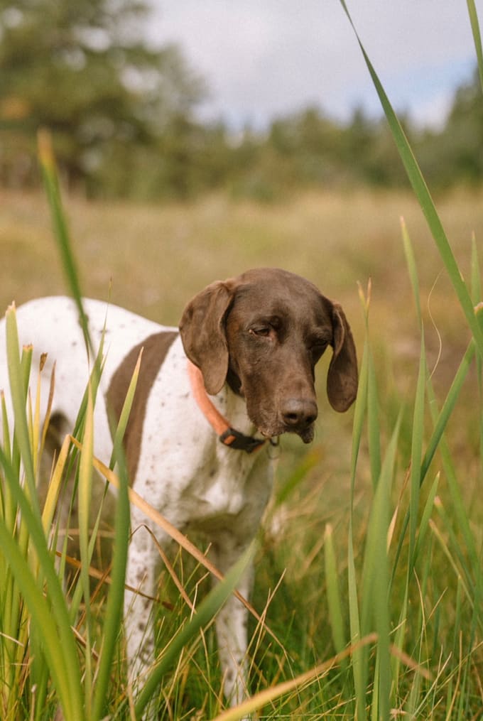 create pet product videos in beautiful colorado