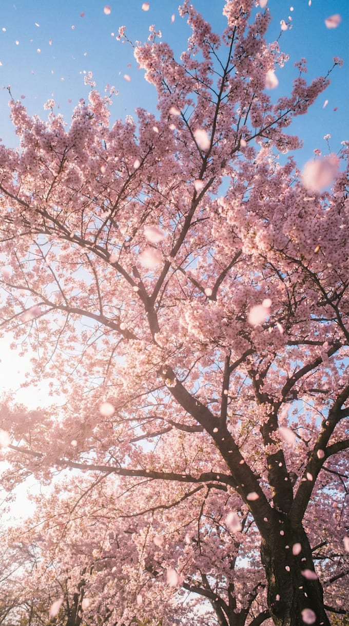 create a stunning 15 second ai video for instagram or tiktok