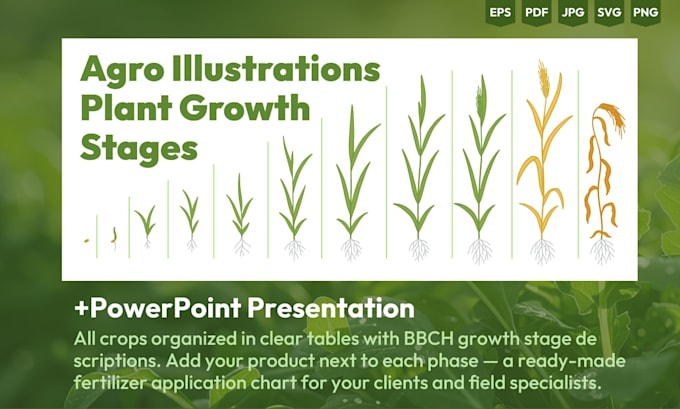 create crop growth stage vector illustrations for agriculture