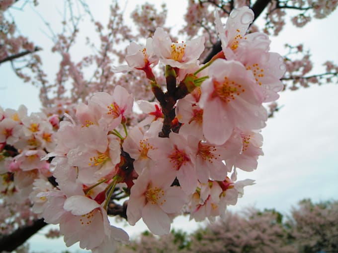 translate anything between english and japanese manually