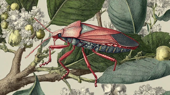 draw an animal and botanical illustration