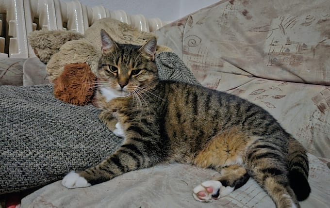 creating content with cats