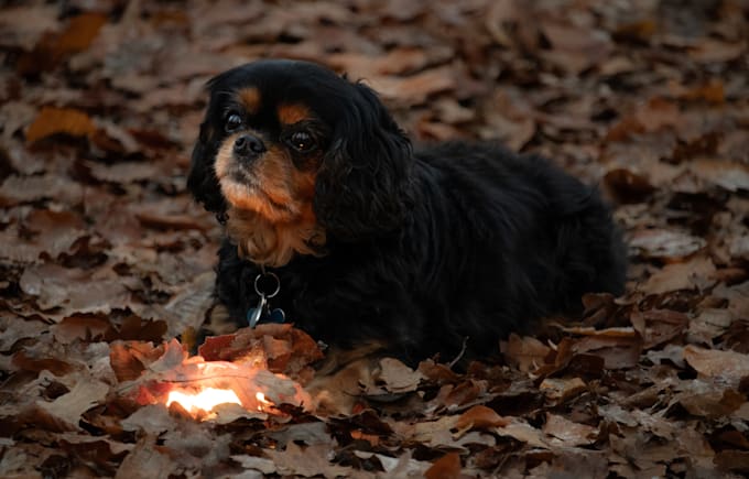 create professional portraits and pet photography