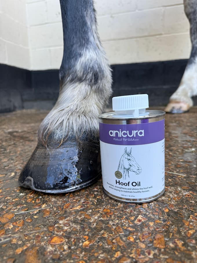 create authentic equestrian ugc videos for your brand