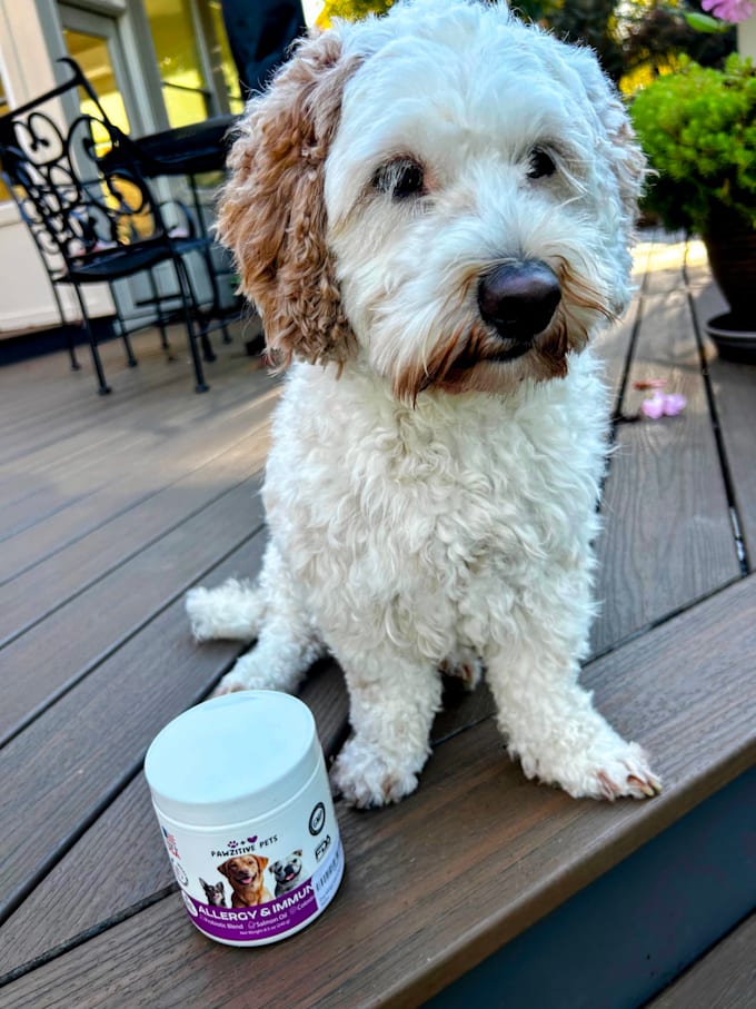 create authentic and engaging pet dog ugc videos