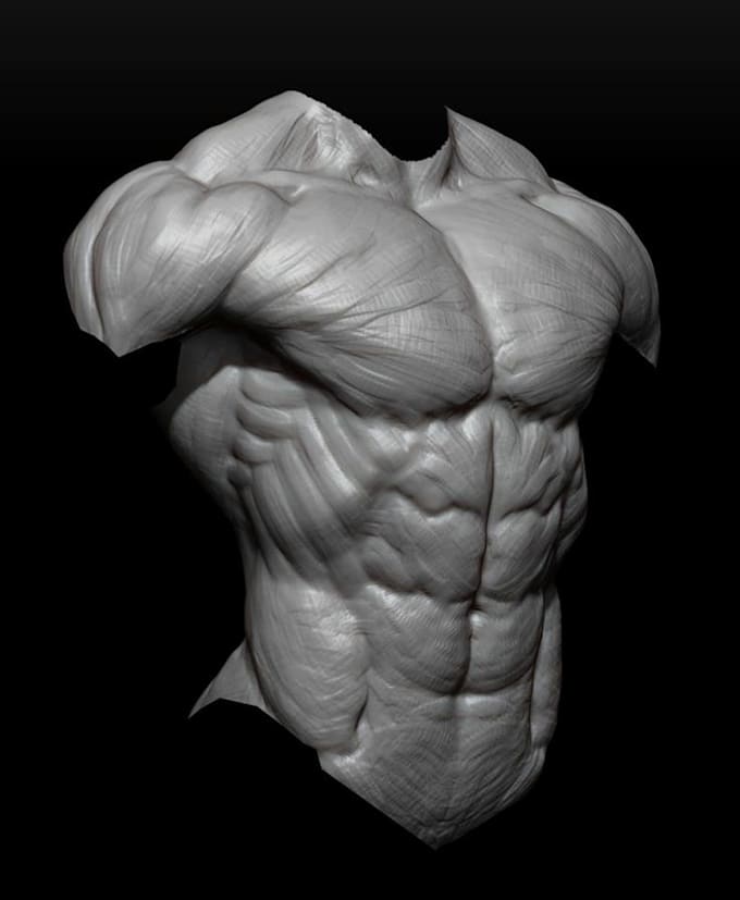 sculpt 3d realistic body