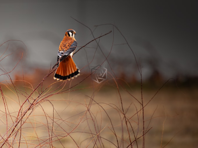 professionally edit photos with SEO metadata
