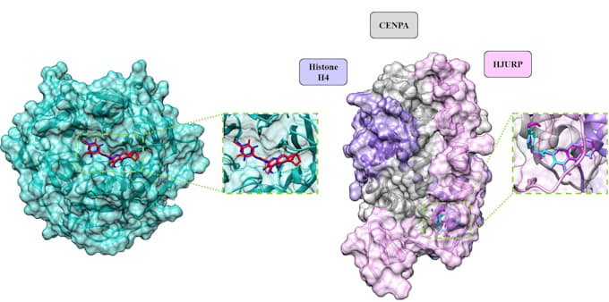 bioinformatics, molecular docking and MD simulation