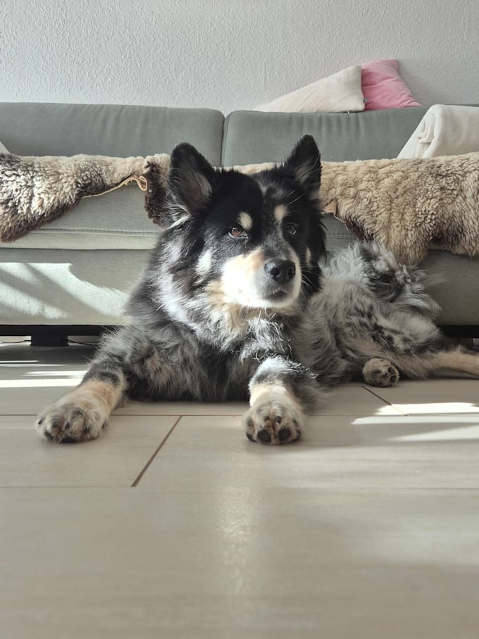 create a pet ugc video for tiktok or instagram