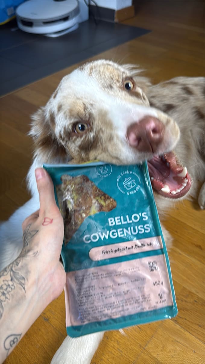 converting ugc video ads with pets