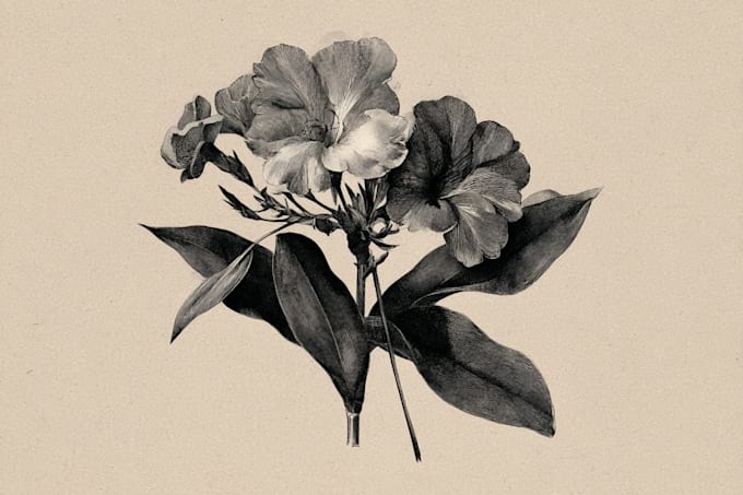 create detailed botanical illustrations and plant art