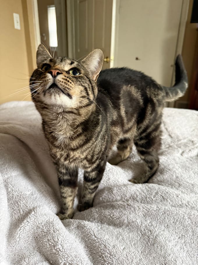 create a cat ugc video for your pet products or services