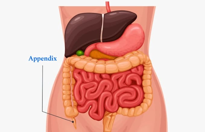 create medical illustration for anatomy and surgical 3d medical visualization