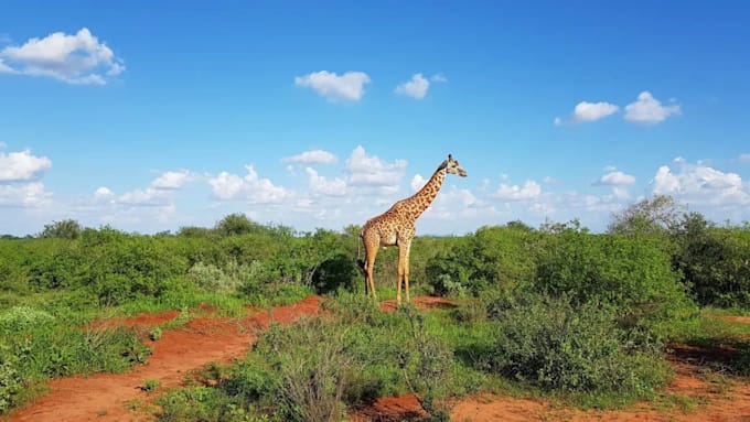 plan your kenya perfect safaris