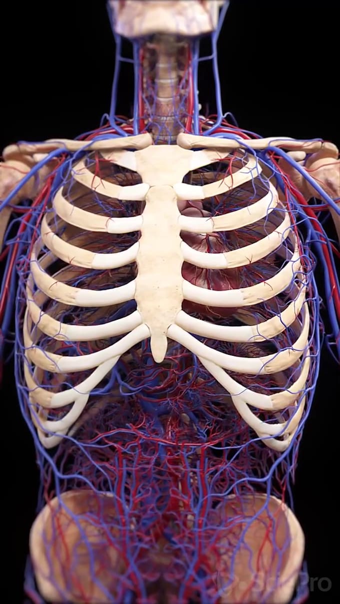 do high quality 3d medical explainer dental anatomy animation product modelling