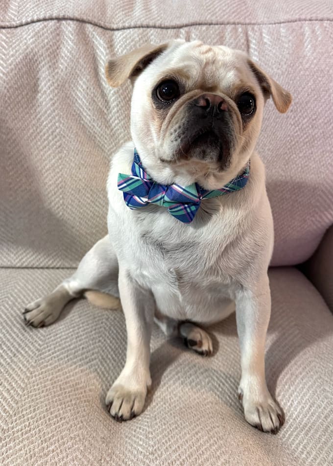 create engaging pet ugc for your product or service