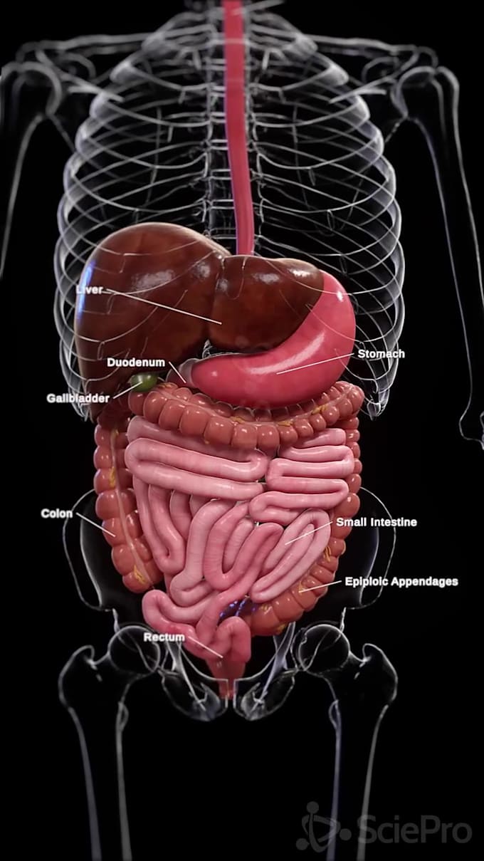 professional 3d medical animation 3d scientific visuals 3d  anatonmy animation