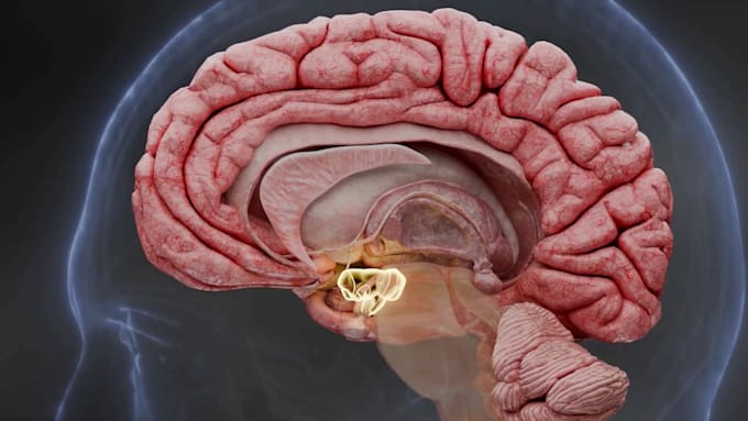 do 3d medical animation anatomy visualization biotech and pharma moa explainer