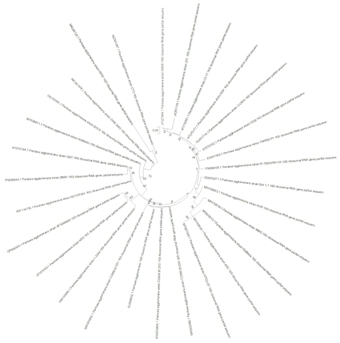create phylogenetic trees using mega, r, or bioinformatics tools