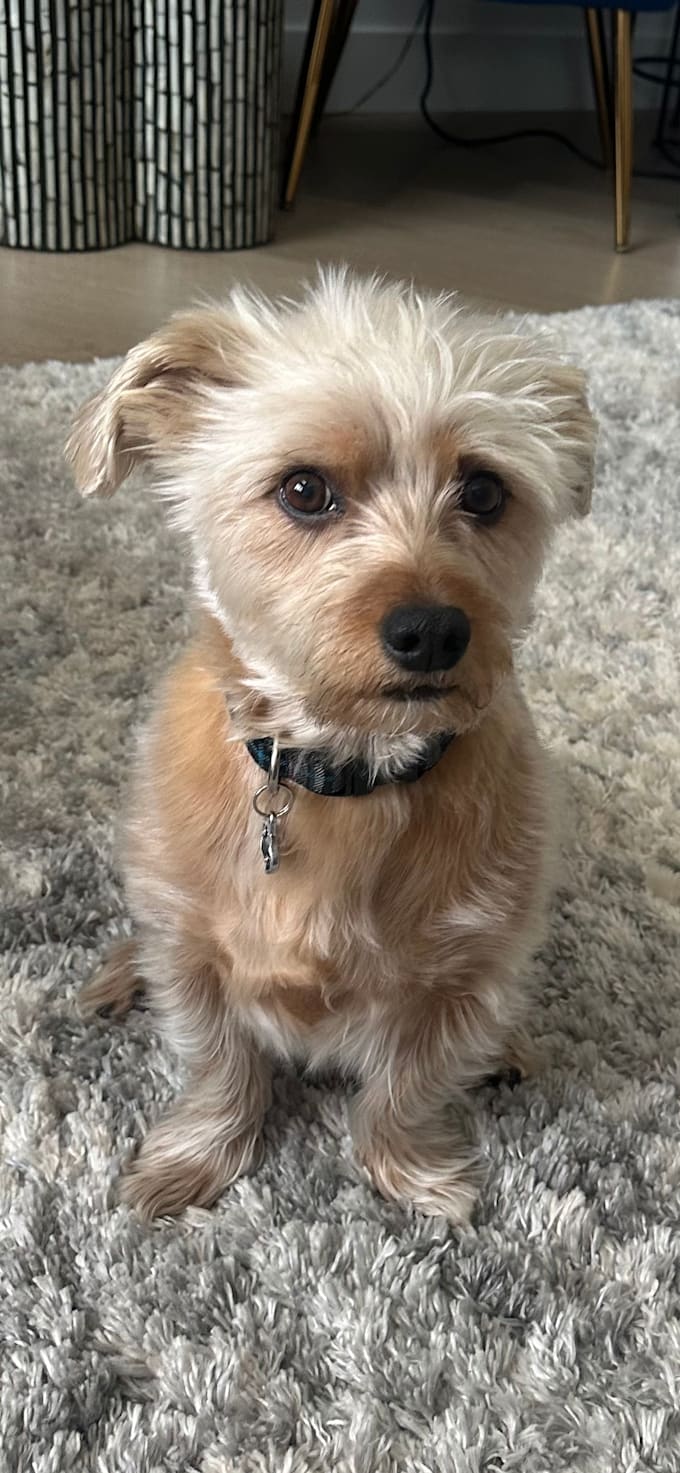 create elite dog content that converts