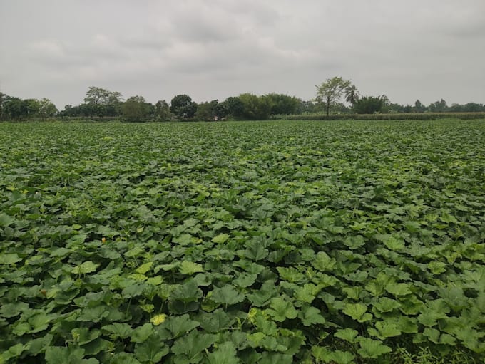 provide expert crop consultancy and farming solutions