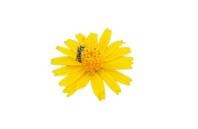 remove image background within 24 hours