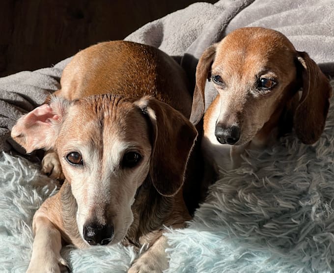 be your expert dog ugc creator for high converting video ads