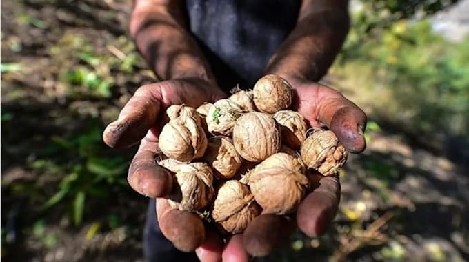 source export walnuts, shilajit, saffron from kashmir india