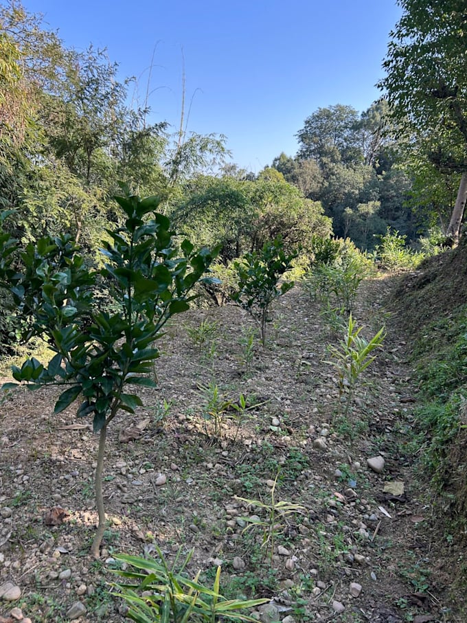 guide you in orchard establishment and management