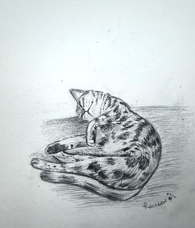 portrait pet illustration cat custom drawing pencil drawing