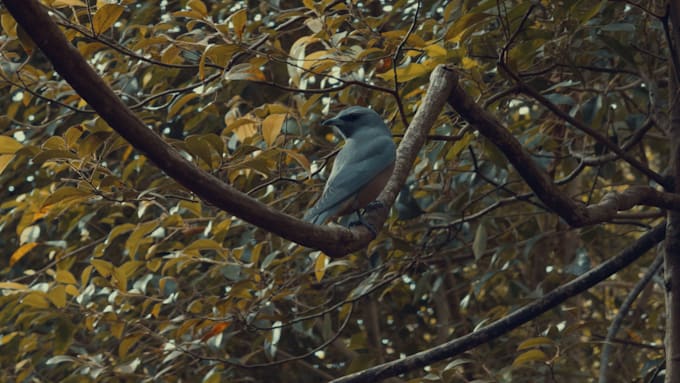 colour grade your footage