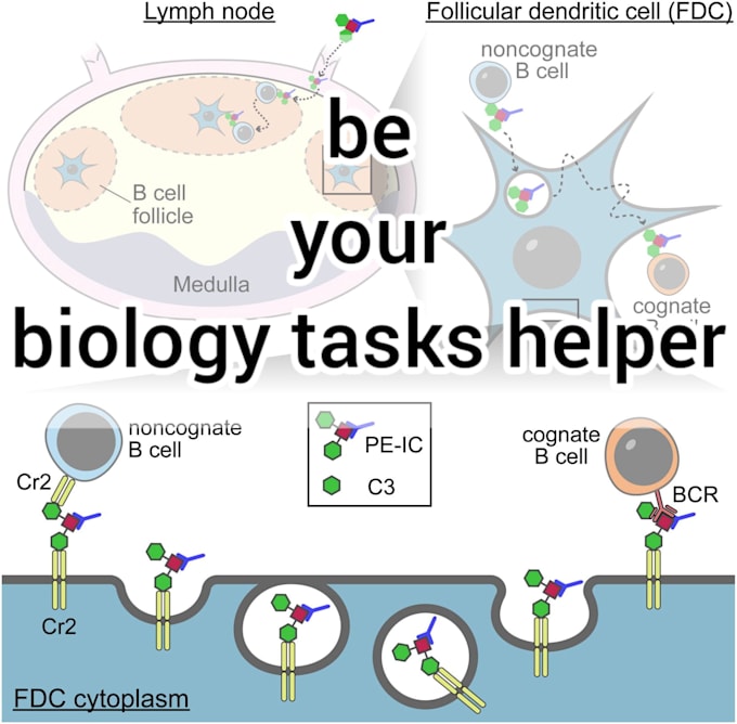 do tasks, research and analysis on molecular and cell biology
