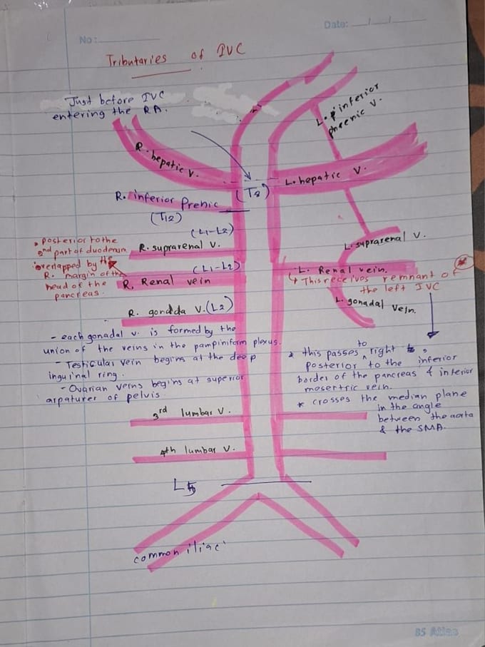 create anatomy and physiology revision notes
