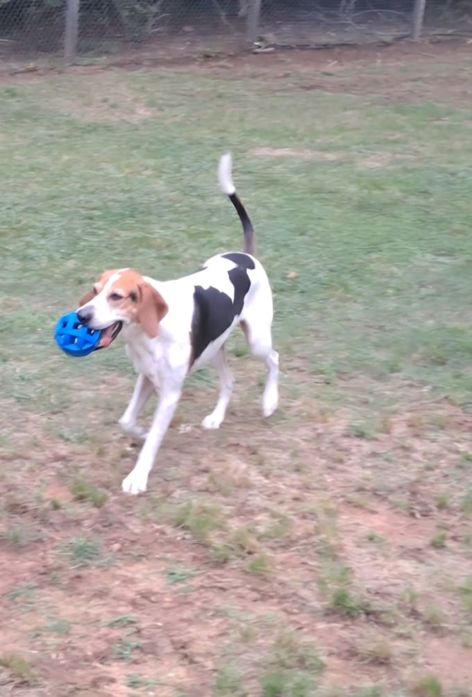 create authentic  pet ugc videos for your brand