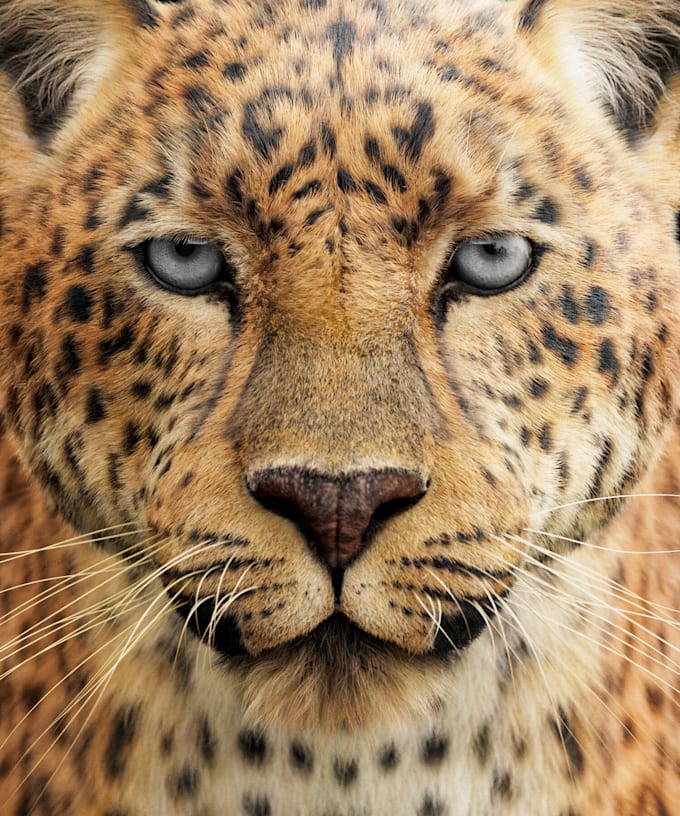do 3d animal realistic models for games , animations and 3d printing