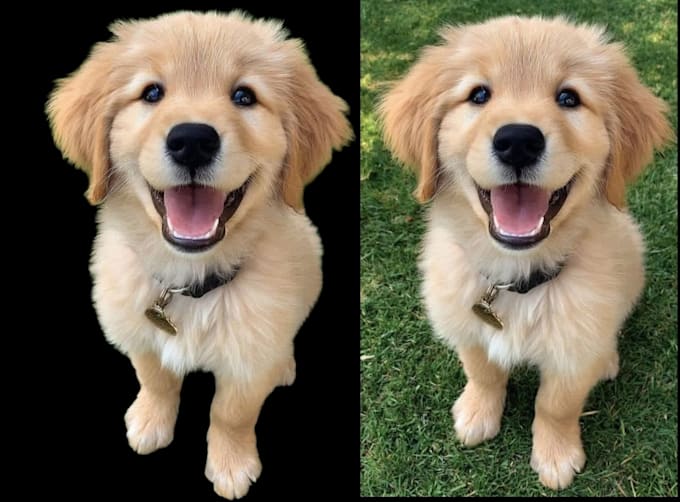 remove the background professionally