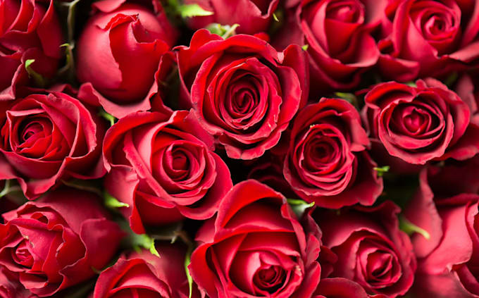 be your love coach expert