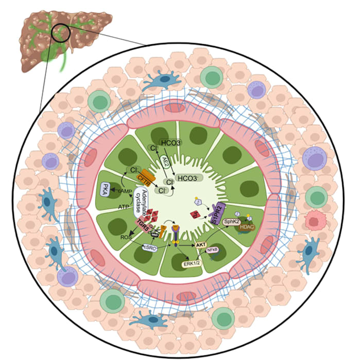 create scientific illustrations for your research