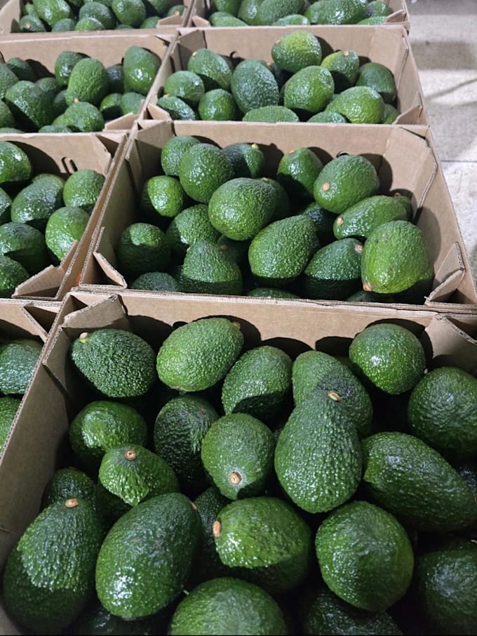 source premium avocados, macadamia nuts, and flowers from kenya